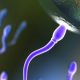 A successful sperm entering and egg rendered in 3D