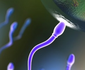 A successful sperm entering and egg rendered in 3D