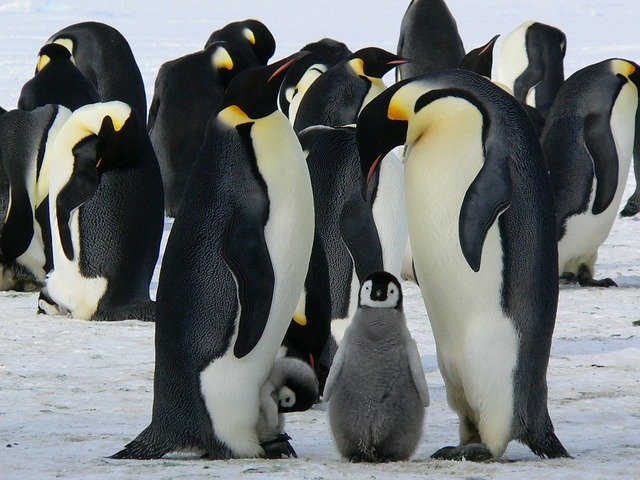 adult penguins with baby penguins