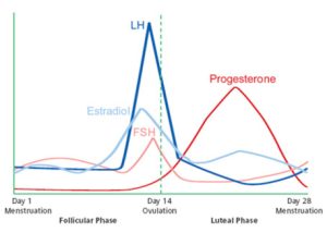 What do my hormones do throughout my cycle? | Point Specifics