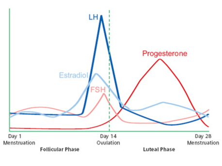 graph of menstrual cycle hormones