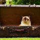 cat in a suitcase