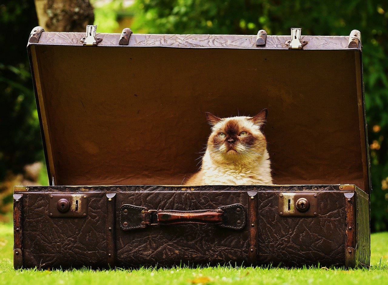 cat in a suitcase