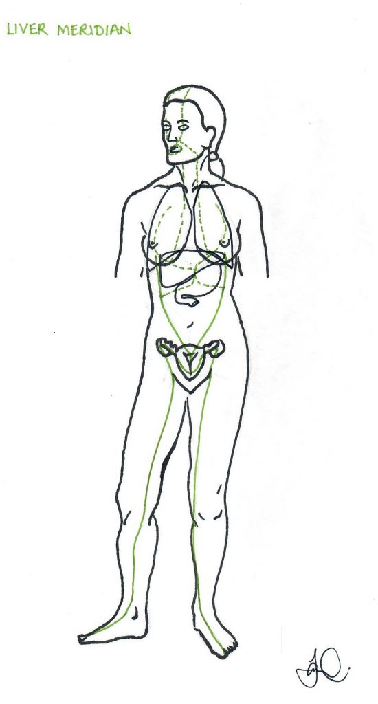 liver meridian anatomical illustration on female body