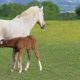 horse and foal feeding