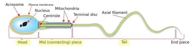 how-to-improve-sperm-morphology-point-specifics