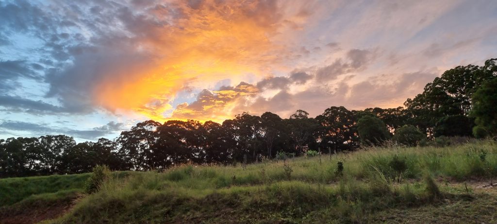 sunset-over-treetops