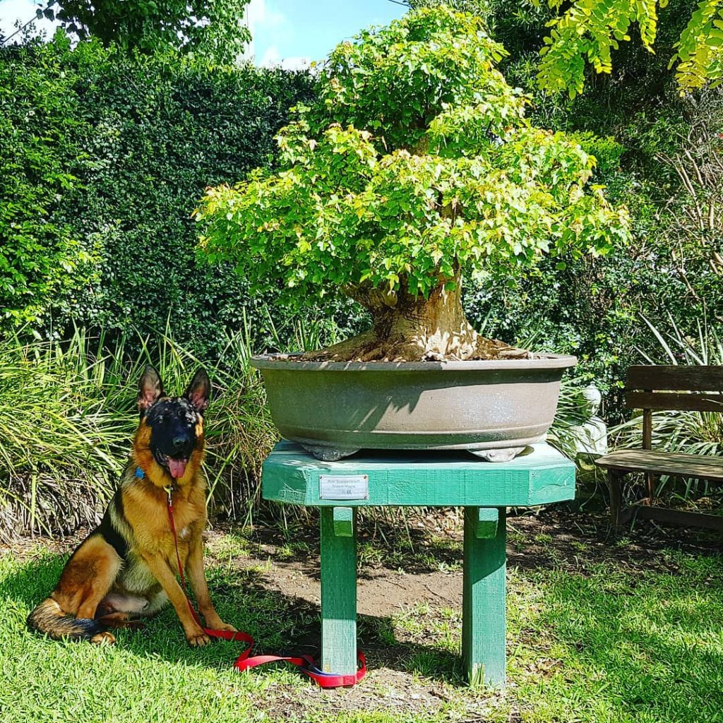 German shepherd dog sits next to a large bonsai tree